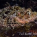 scorpionfish_tasseled_lsb_ki_h_0103_kom5687.jpg